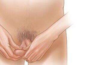 Jelking exercises to increase penis