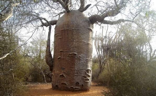 thick tree trunk as an imitation of an increase in the thickness of the penis